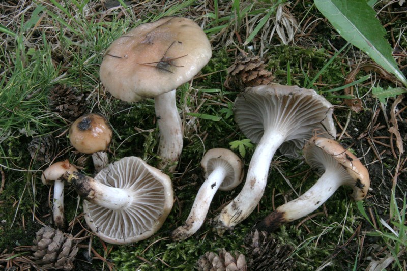 Cappello a tronco di cono rovesciato